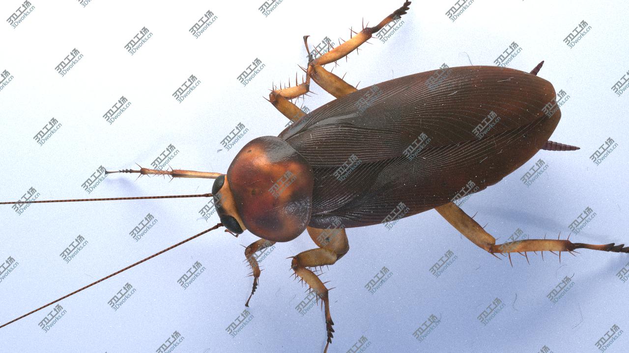 images/goods_img/20210319/Cockroach rigged and animated for Cinema 4d/3.jpg